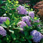 Hydrangea 'Nikko Blue' Alternate Image 2