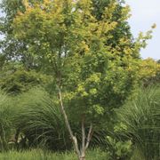 Acer 'Sango Kaku' Alternate Image 2