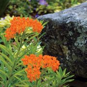 Butterfly Weed Alternate Image 3