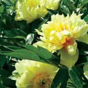 Paeonia  Itoh 'Bartzella' Alternate Image 2