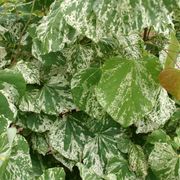 Alley Cat Cercis canadensis Redbud Tree Thumb