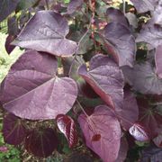 Ruby Falls Redbud Thumb