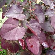 Ruby Falls Redbud Alternate Image 2