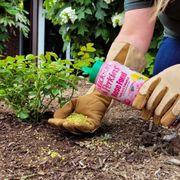 Jackson & Perkins&reg; Dynamite&trade; Select Rose Fertilizer Alternate Image 1