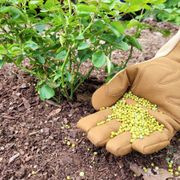 Jackson & Perkins&reg; Dynamite&trade; Select Rose Fertilizer Alternate Image 2