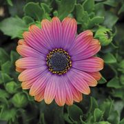 Zion Copper Amethyst African Daisy (pack of 3) Thumb