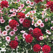 Trixi Strawberry Shortcake Combo (pack of 3) Alternate Image 1