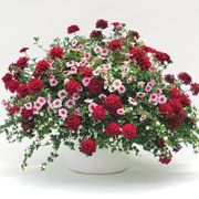 Trixi Strawberry Shortcake Combo (pack of 3) Thumb