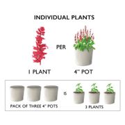 SunPatiens Compact Red Impatiens (pack of 3) Alternate Image 1