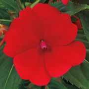 SunPatiens Compact Red Impatiens (pack of 3) Thumb