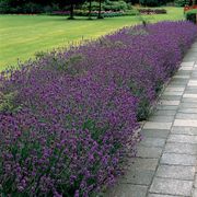 Lavandula 'Munstead' Alternate Image 3