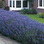 Lavandula 'Munstead' Alternate Image 4