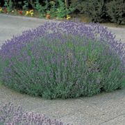 Lavandula 'Munstead' Alternate Image 5