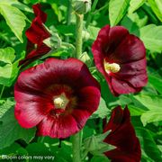 Old Barnyard Mix Hollyhock Alternate Image 2