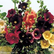 Old Barnyard Mix Hollyhock Alternate Image 5