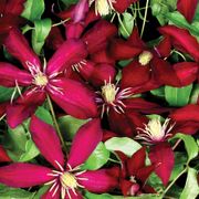 Clematis 'Niobe' Alternate Image 1