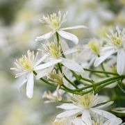Clematis Sweet Autumn Alternate Image 2