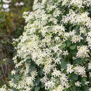 Clematis Sweet Autumn Alternate Image 3