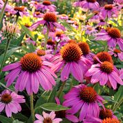 Echinacea PowWow&reg; Wild Berry Coneflower Alternate Image 5