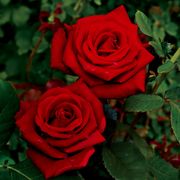 Black Cherry Floribunda Rose Alternate Image 5
