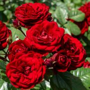 Black Cherry Floribunda Rose Alternate Image 6