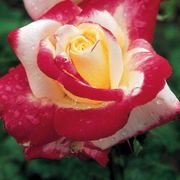 Double Delight Hybrid Tea Rose Thumb