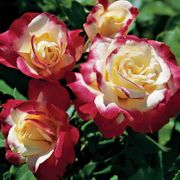Double Delight Hybrid Tea Rose Alternate Image 1
