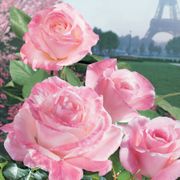 April in Paris Hybrid Tea Rose Thumb