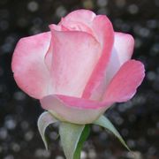 April in Paris Hybrid Tea Rose Alternate Image 2