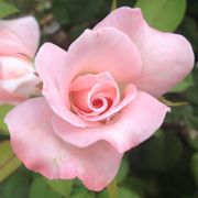 April in Paris Hybrid Tea Rose Alternate Image 3