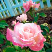 April in Paris Hybrid Tea Rose Alternate Image 4