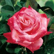 Brigadoon Hybrid Tea Rose Alternate Image 2