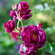 Burgundy Iceberg Floribunda Rose Alternate Image 1