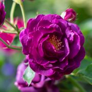 Burgundy Iceberg Floribunda Rose Alternate Image 2