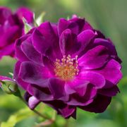 Burgundy Iceberg Floribunda Rose Alternate Image 3