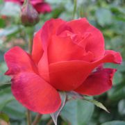 Hot Cocoa&trade; Floribunda Rose Alternate Image 3