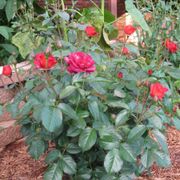 Hot Cocoa&trade; Floribunda Rose Alternate Image 4