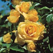 Julia Child Floribunda Rose Thumb