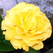 Julia Child Floribunda Rose Alternate Image 3