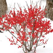 Ilex Berry Poppins&reg; Alternate Image 2