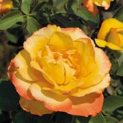 Summer Surprise Hybrid Tea Rose Alternate Image 4