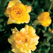 Summer Surprise Hybrid Tea Rose Alternate Image 5