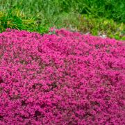 Thymus 'Coccineus' Red Creeping Thyme Alternate Image 1