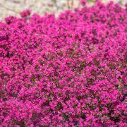 Thymus 'Coccineus' Red Creeping Thyme Alternate Image 2