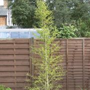 Ginkgo 'Goldspire' Alternate Image 2