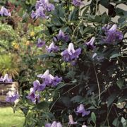 Clematis 'Betty Corning' Alternate Image 1