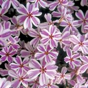Phlox 'Candy Stripe' Creeping Phlox Alternate Image 4