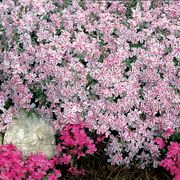 Phlox 'Candy Stripe' Creeping Phlox Alternate Image 5