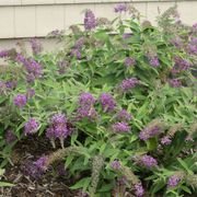 Buddleia Lo & Behold&reg; Purple Haze Alternate Image 1