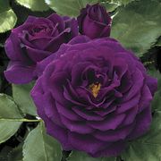 Ebb Tide&trade; Floribunda Rose Thumb
